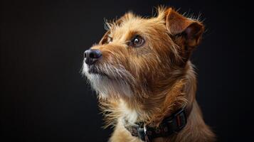 ai generiert Hund mit ein Hund Halsband Fachmann Fotografie foto