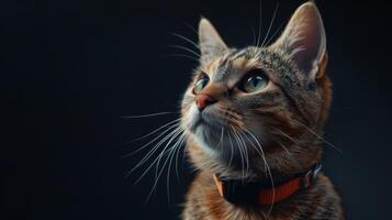 ai generiert Katze mit ein Katze Halsband Fachmann Fotografie foto