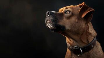 ai generiert Hund mit ein Hund Halsband Fachmann Fotografie foto