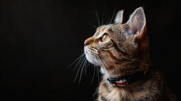 ai generiert Katze mit ein Katze Halsband Fachmann Fotografie foto