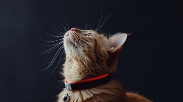 ai generiert Katze mit ein Katze Halsband Fachmann Fotografie foto