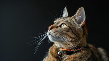 ai generiert Katze mit ein Katze Halsband Fachmann Fotografie foto