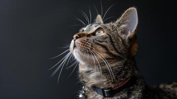 ai generiert Katze mit ein Katze Halsband Fachmann Fotografie foto