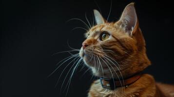 ai generiert Katze mit ein Katze Halsband Fachmann Fotografie foto