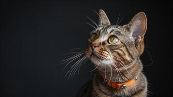 ai generiert Katze mit ein Katze Halsband Fachmann Fotografie foto