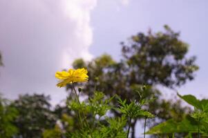 Kenikir Schwefel oder Kosmos Sulphureus Blumen sind Gelb im blühen foto