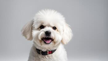 ai generiert ein Bichon fise Hund auf Weiß Hintergrund foto