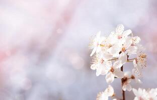 Frühling Kirsche blühen mit verschwommen Licht Hintergrund, weiß Sakura Blumen mit verträumt romantisch Bild zum Ostern sonnig Tag Banner, schön Natur Szene mit Blühen Frühling Blume foto