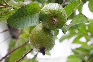 Guave Obst auf das Baum im das Garten mit Grün Blätter Hintergrund foto