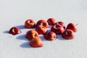 rot Äpfel Lügen auf das Schnee im das Winter, Nahansicht foto