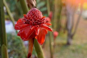 die rote etlingera elatior-blume blüht wunderschön im garten. Etlingera elatior ist eine Pflanze aus derselben Familie wie Ingwer und Galgant. weicher und selektiver Fokus. foto