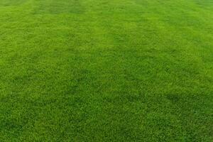 frisch Gras von das Stadion foto