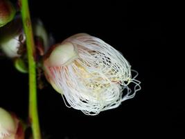 schließen oben von Baranda angatensis Llanos Blume. foto