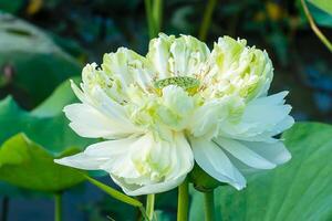 Grün und Weiß Lotus Blume foto