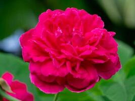 dunkel Rosa von Damast Rose Blume. foto