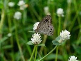 schließen oben von Gomphrena Gras Blume foto