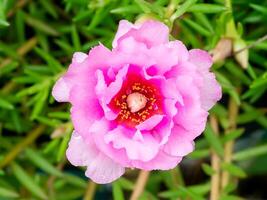 schließen oben Portulaca Blume foto