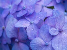 schließen oben Hortensie Blume. foto