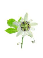 Weiß Passiflora Edulis Blume. foto