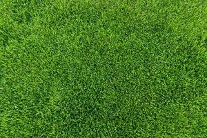 frisch Gras von das Stadion foto