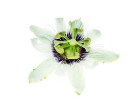 Weiß Passiflora Edulis Blume. foto