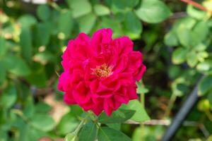 dunkel Rosa von Damast Rose Blume. foto