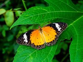 schließen oben Orange Schmetterling auf das Grün Blatt. foto