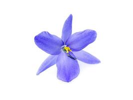 schließen oben violett Blume. foto