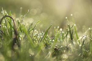 Wasser fallen auf das Gras im das Morgen foto