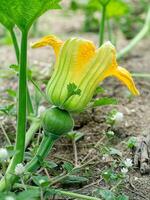 schließen oben von Kürbis Blume. foto