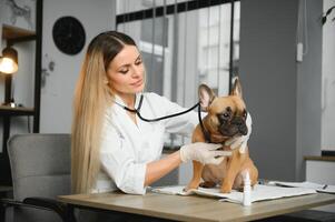 heiter jung Veterinär nehmen Pflege und Prüfung ein schön Haustier Hund Französisch Bulldogge foto