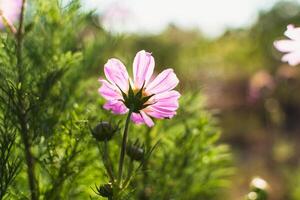 Kosmos Blumen im ein ziemlich Wiese, Kosmos bipinnatus oder Mexikaner Aster, Gänseblümchen Familie Asteraceae foto