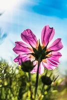 Kosmos Blumen im ein ziemlich Wiese, Kosmos bipinnatus oder Mexikaner Aster, Gänseblümchen Familie Asteraceae foto