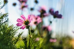 Kosmos Blumen im ein ziemlich Wiese, Kosmos bipinnatus oder Mexikaner Aster, Gänseblümchen Familie Asteraceae foto