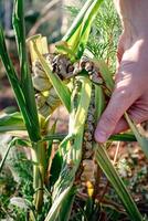 krank Mais namens Mais Schmutz, pathogen Pilz, ustilago Maydis, im Mexiko es ist namens huitlacoche oder Mexikaner Trüffel foto