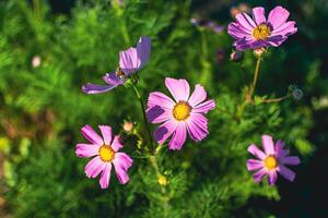 Kosmos Blumen im ein ziemlich Wiese, Kosmos bipinnatus oder Mexikaner Aster, Gänseblümchen Familie Asteraceae foto