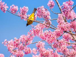 Vogel mit fröhliche Blüte Hintergrund foto