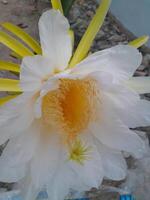 Foto von Weiß Blühen Blumen von ein Drachen Obst Pflanze