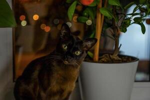 ein echt Erwachsene braun Katze auf das Fenster unter das Pflanzen im das Abend Licht. foto