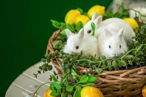 süß Weiß Kaninchen sind Sitzung im ein Korbweide Korb. das Dekor ist dekoriert mit Blumen und Zitronen. ein Platz zum das Text. foto