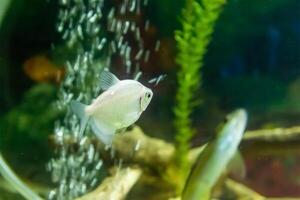 Fisch im Aquarium, Aquarium mit Fisch, Fisch Schwimmen im Aquarium foto