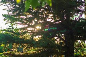 Sonne Strahlen im das Wald, Sonne leuchtenden durch Bäume foto