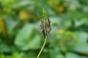 Pentatomomorpha hängend aus zusammen auf ein Blatt foto