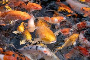 ein groß Schule von Koi Fisch Cluster zusammen. foto