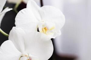 Ast von Blühen Weiß Orchidee Nahaufnahme, Phalaenopsis.. foto