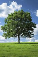 ai generiert Natur Majestät, ein Grün Wiese mit ein hoch aufragend Baum erreichen oben zu das Himmel, ausstrahlen ein Sinn von Frieden und Größe. foto