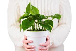 Frau hält Zimmerpflanze Epipremnum Aureum isoliert auf Weiß Hintergrund. Pflege zum Innen- Pflanzen. Nahansicht. selektiv Fokus. foto