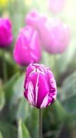 Frühling natürlich Hintergrund mit Rosa Tulpen im das Garten. Nahansicht. selektiv Fokus. foto