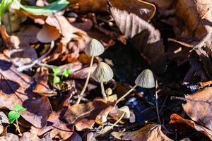Fotografie zu Thema groß schön giftig Pilz im Wald auf Blätter Hintergrund foto