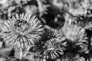 schöne wilde Blume geflügelte Biene auf der Hintergrundlaubwiese foto